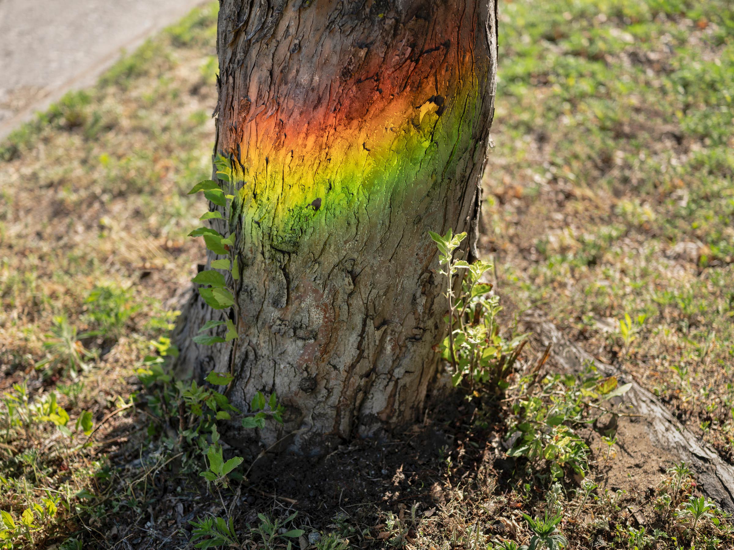 Rainbow-Tree-2020
